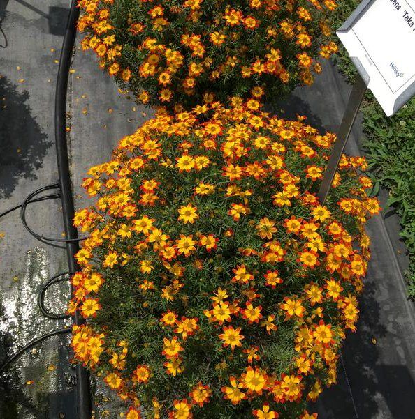 LF20200801-flower-Bidens ‘T.jpg